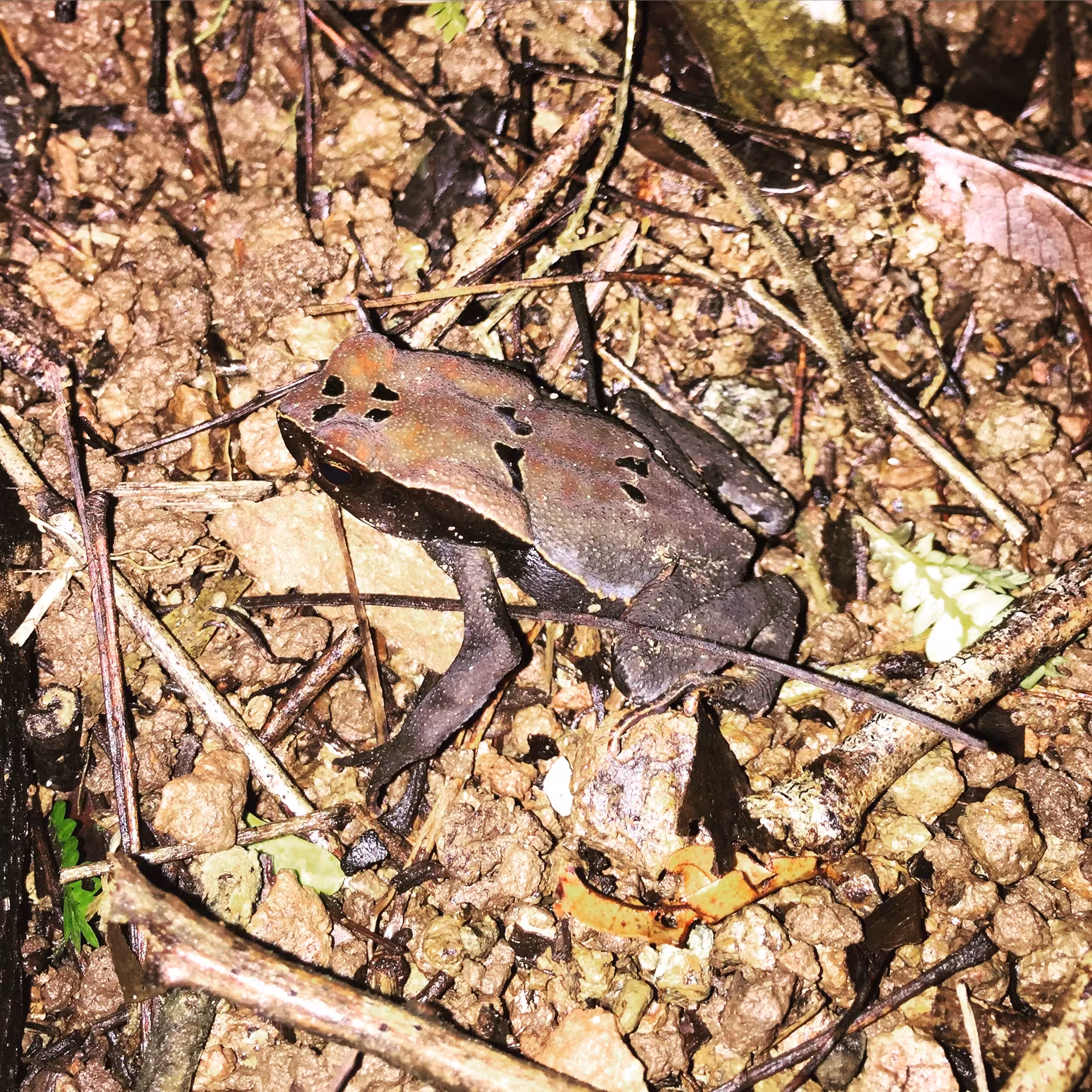 Camouflaged frog blending with the forest floor in Rainmaker Park, Manuel Antonio, showcasing its unique wildlife.