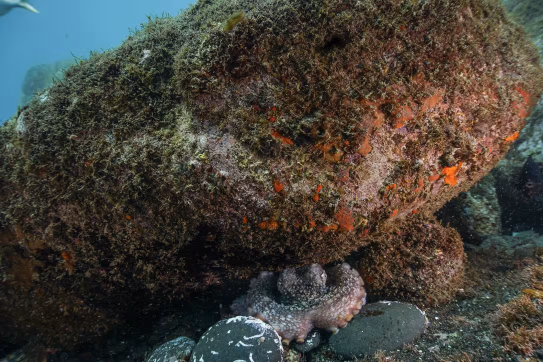 A camouflaged octopus blends into a rocky underwater landscape in the eco-park snorkeling adventure.
