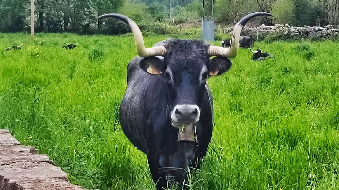 A black horned cow grazing in lush green meadows during a scenic day trip to Cantabria rural villages