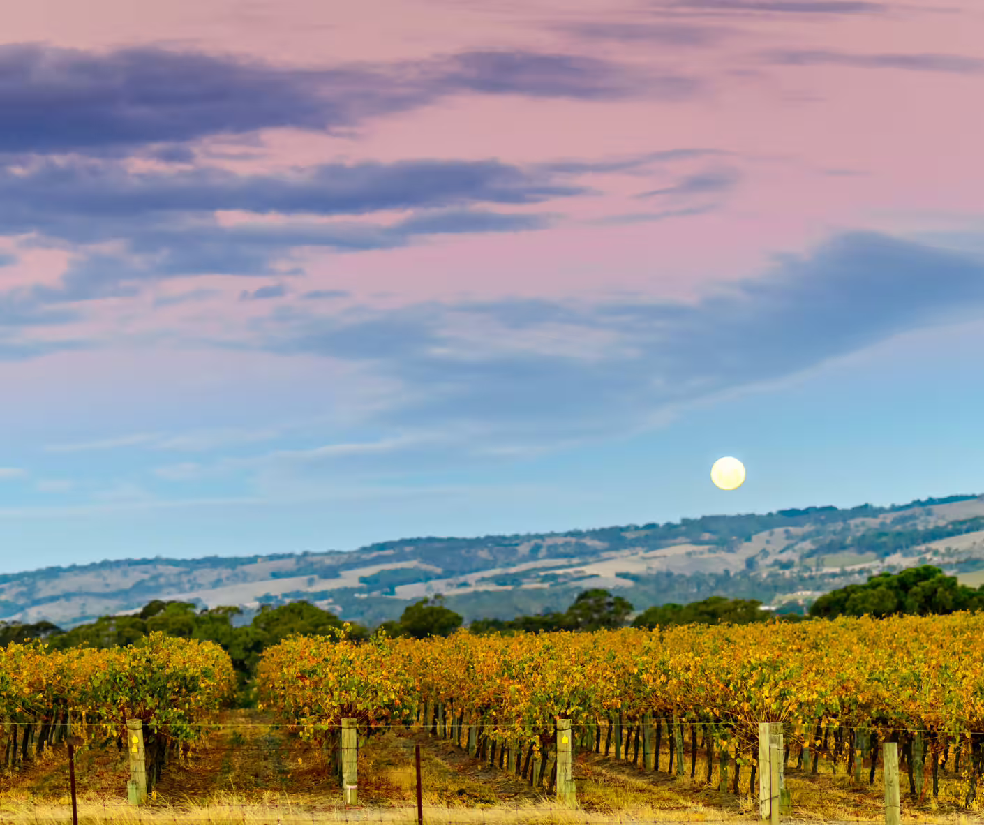 Sunset view over vineyard rows on Cantine Mucci wine tour, scenic stroll through the vines and hills