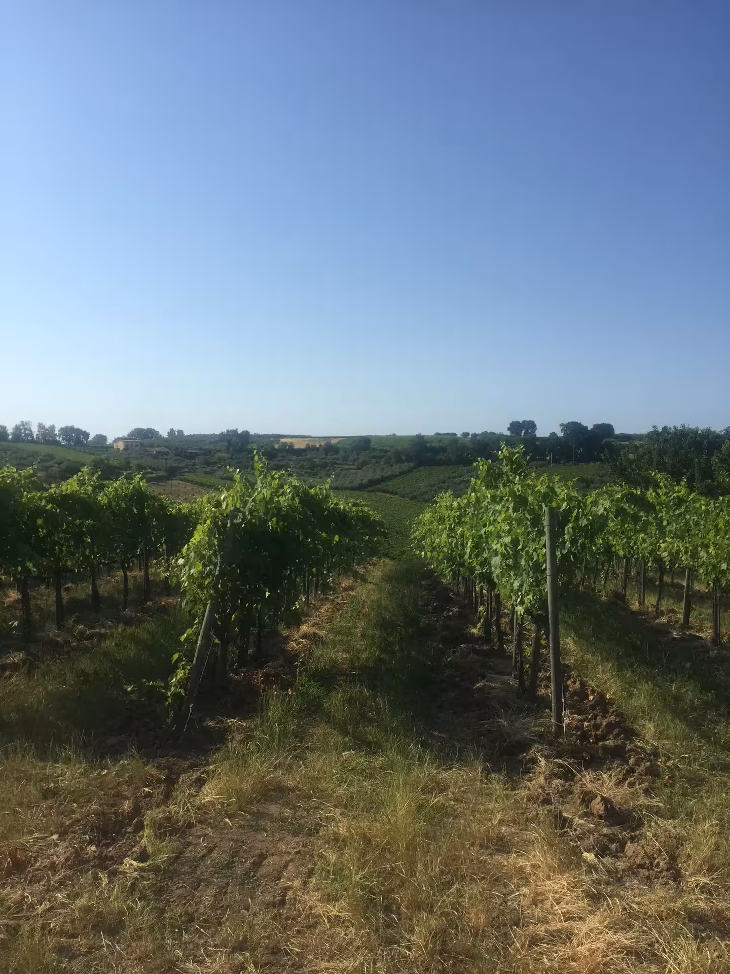 Sunlit rows of Cantine Mucci vineyards on a winery tour walk, showcasing scenic countryside before wine tasting