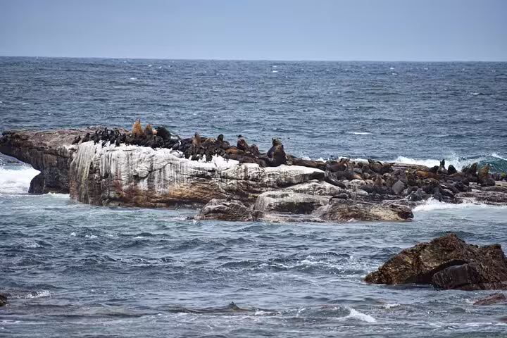 Seals resting on a rocky outcrop in the ocean near Cape of Good Hope, part of the full-day tour from Cape Town.