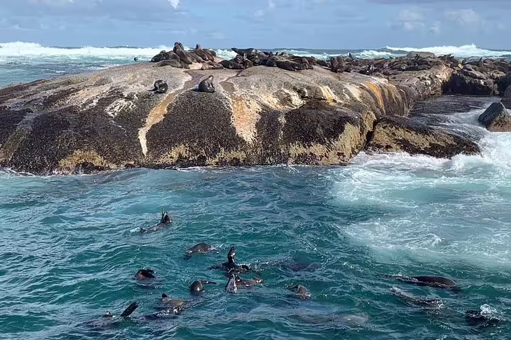 Seals resting on rocks in the ocean during the Cape Peninsula tour with wildlife encounters.