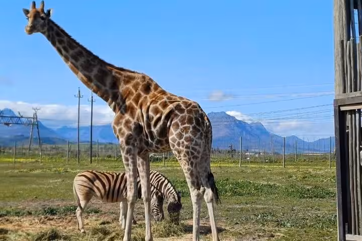 Giraffe and zebra in a scenic enclosure at Cape Town Giraffe House, with mountains in the backdrop of the wildlife tour.