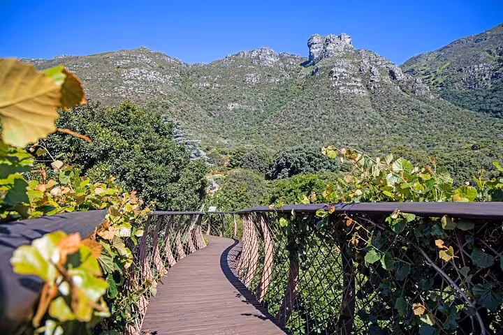Curved wooden walkway amidst lush greenery with mountain views, part of Cape Town city tour experience.