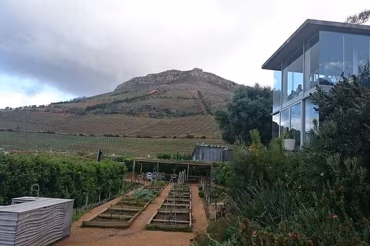 Vineyard landscape with mountain backdrop and modern glass building, highlighting Cape Town's wine tasting tours.