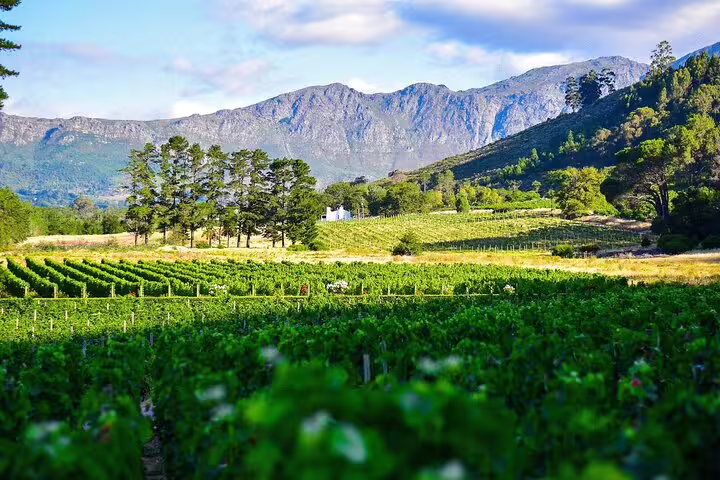 Scenic view of lush vineyards and mountains on a Cape Winelands tour from Cape Town to Stellenbosch and Franschhoek.