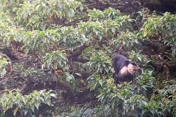 Capuchin monkey exploring dense foliage in Monteverde Cloud Forest, a highlight of wildlife tours in Costa Rica.