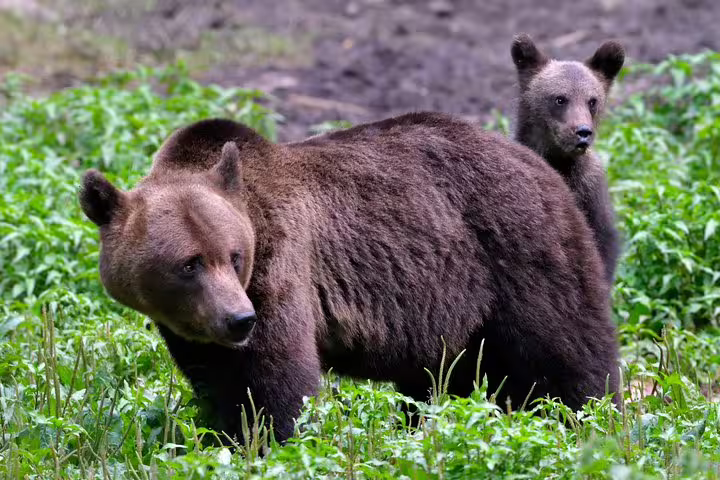 Brown bear mother and cub walking through green vegetation in Carpathian forest, Romania