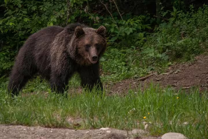 Brown bear walking through green forest undergrowth in the Carpathian mountains near Brasov
