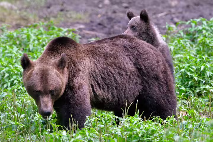 Brown bear mother with cub on her back walking through green vegetation in the Carpathian forest