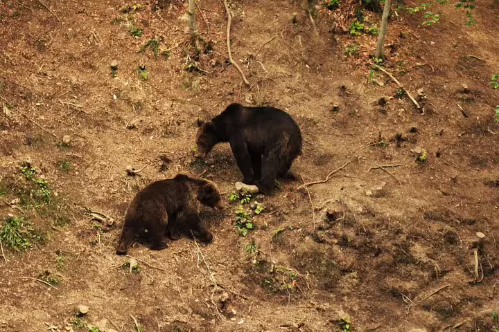 Two brown bears foraging on forest floor in the Carpathian wilderness near Brasov