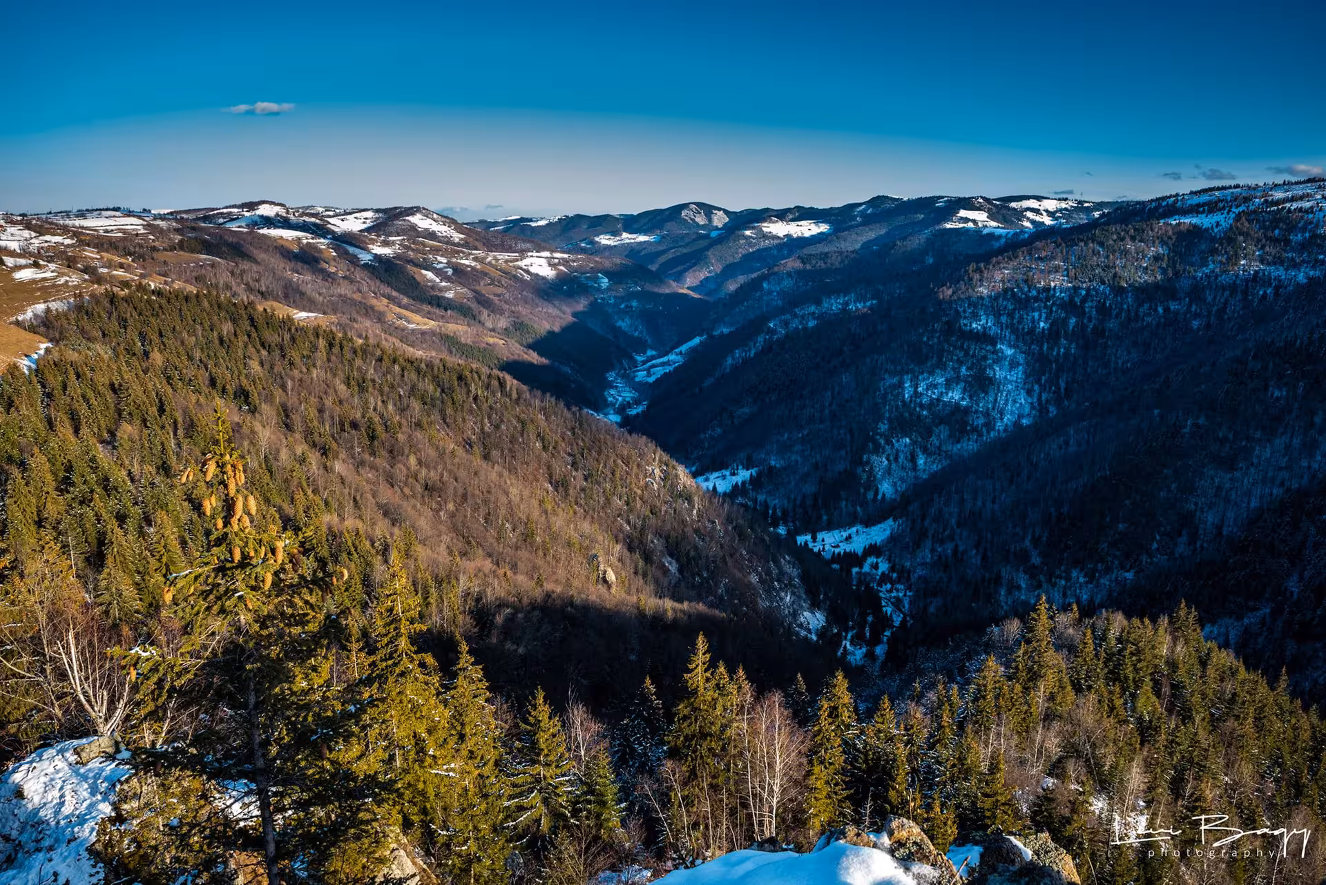 Panoramic winter view of Carpathian Mountains valley with snow-dusted evergreen forests under blue sky