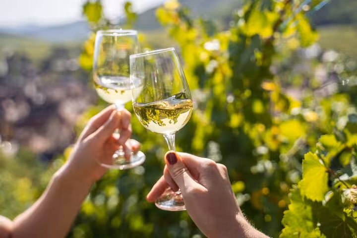 Two glasses of white wine raised in a toast amidst lush vineyards in Cassis, celebrating a private wine tour.