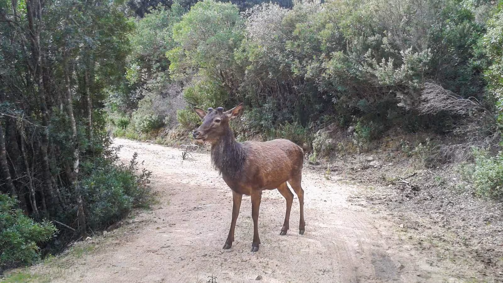 A deer standing on a forest trail in S'Acqua Callenti, surrounded by lush greenery, perfect for Castiadas trekking tours.