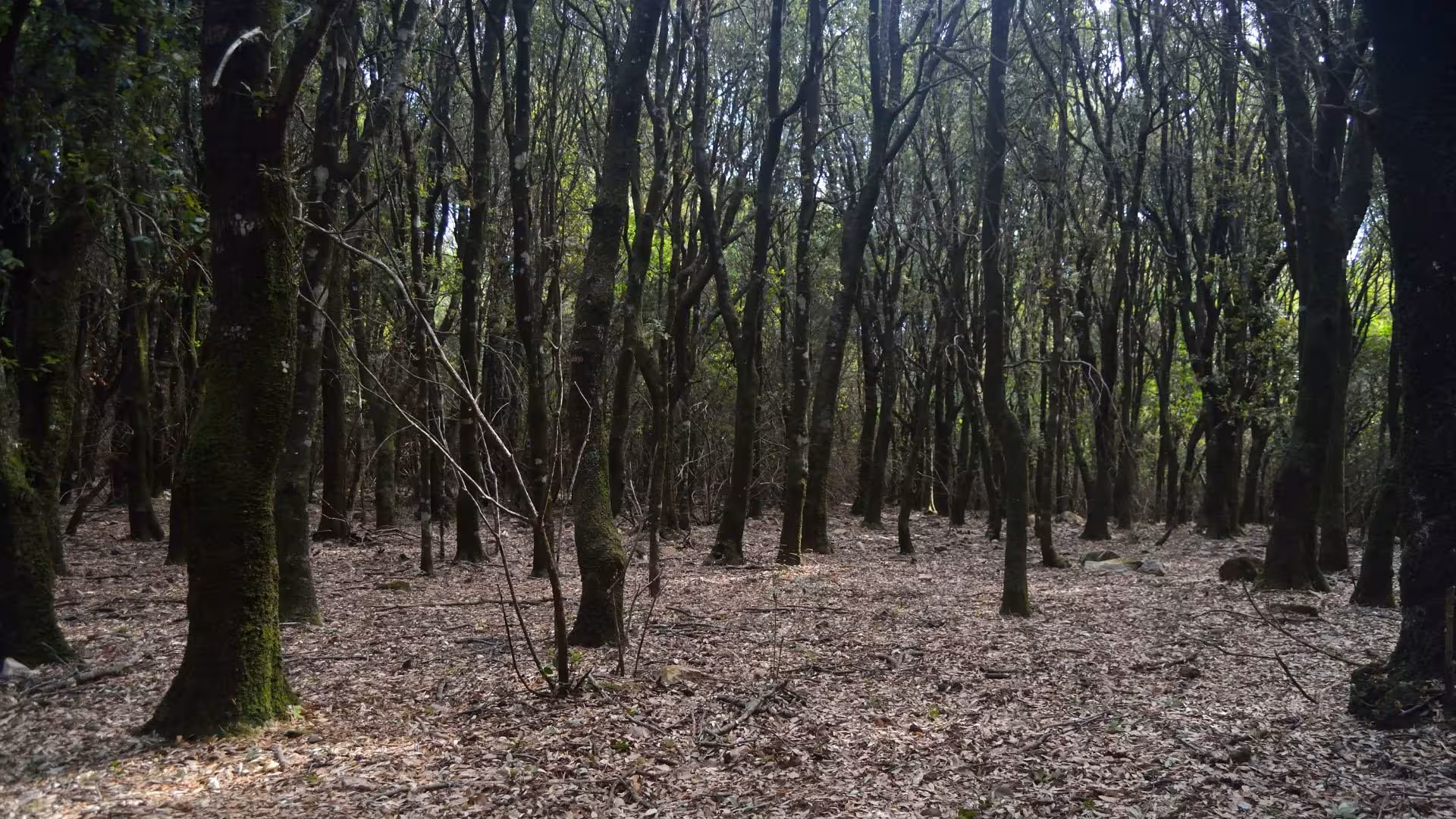 Dense woodland scenery in S'Acqua Callenti forest, perfect for trekking in Castiadas.