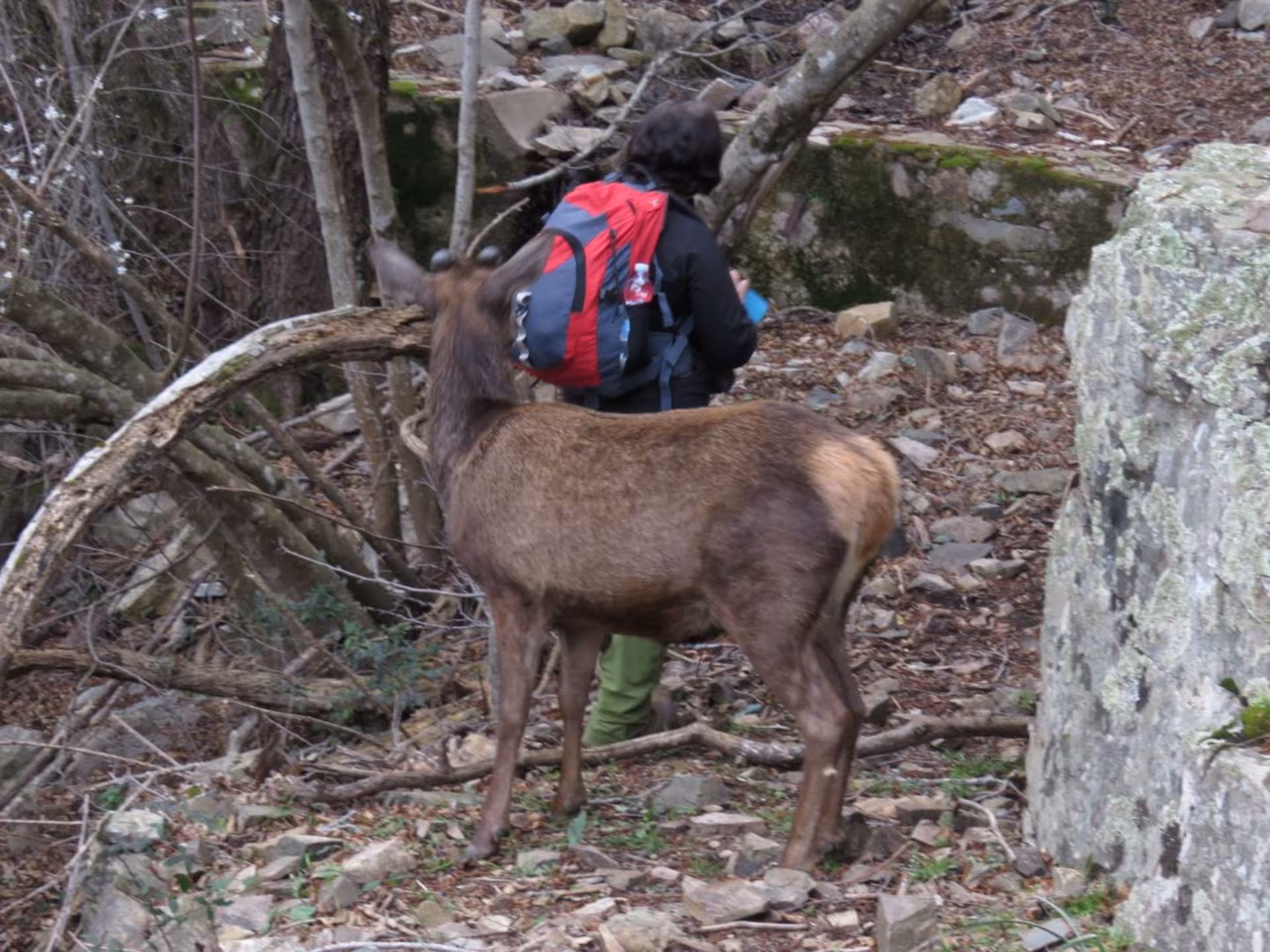 Trekker and curious deer exploring rocky terrain in S'Acqua Callenti forest, Castiadas nature trail.