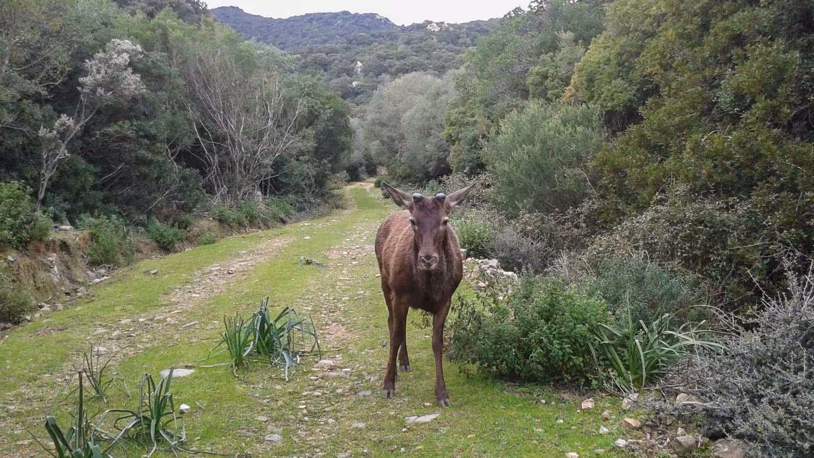 Wild deer on a lush green trail in S'Acqua Callenti forest, a highlight of Castiadas trekking.