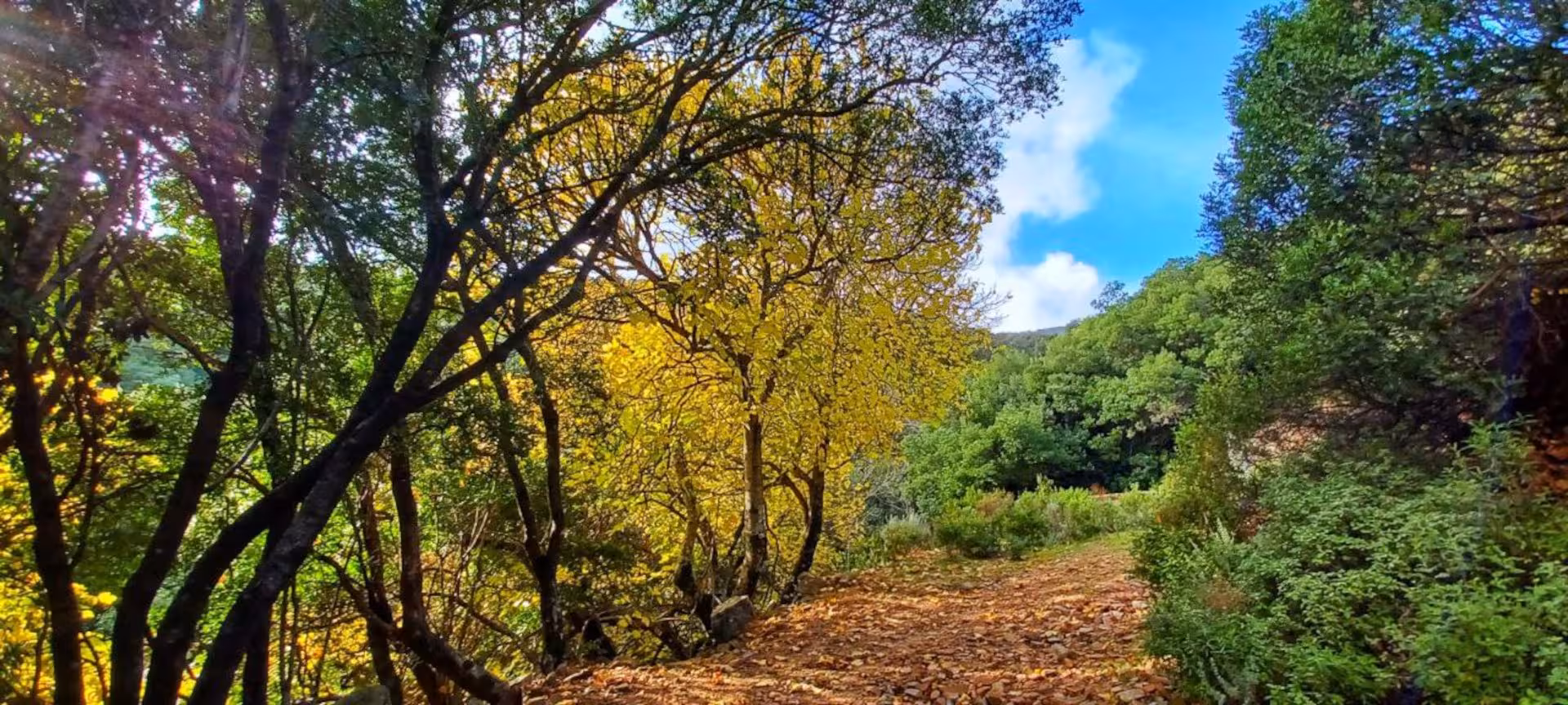 Sunlit path lined with autumn foliage in the picturesque S'Acqua Callenti forest, ideal for trekking in Castiadas.