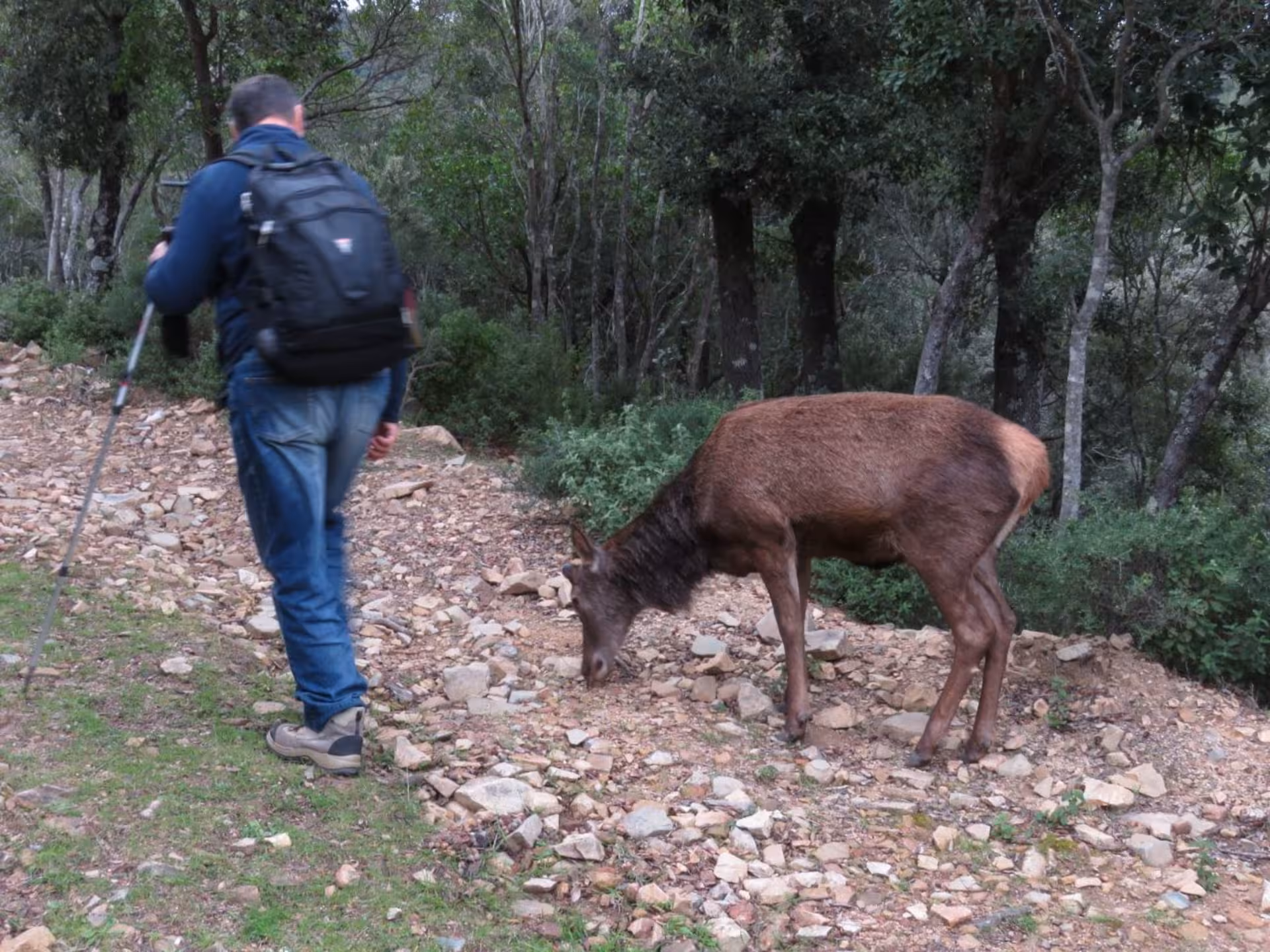 A hiker with a backpack walks past a grazing deer on a rocky forest trail in S'Acqua Callenti, ideal for nature enthusiasts.