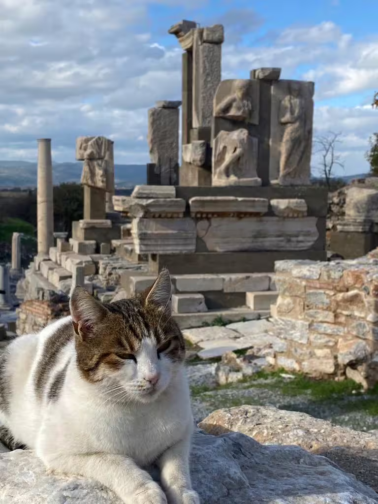 Cat resting on ancient marble ruins at Ephesus, Turkey, on a private Ephesus and St. John Basilica tour with lunch