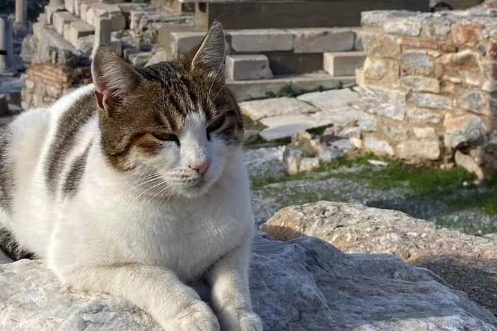 Cat resting on stone ruins at Ephesus archaeological site, private half day tour with Artemis Temple and on-time return