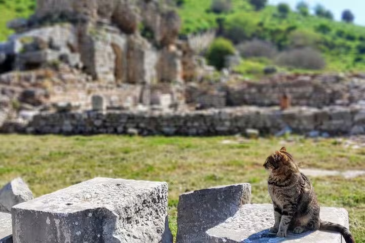 Cat resting among Ephesus archaeological ruins, a charming moment on an all-inclusive private Ephesus tour to Sirince