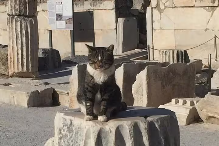 Cat resting on marble ruins at Ephesus site during Seven Churches of Revelation 5-day mini group tour