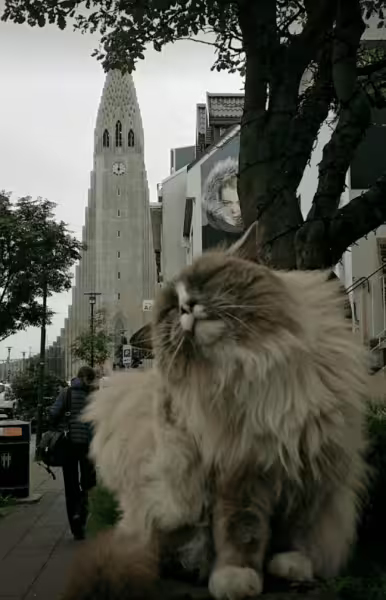 A Cat by Hallgrímskirkja Church
