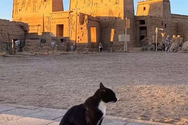 Black and white cat at Kom Ombo Temple, Aswan sightseeing stop on a private day tour from Luxor