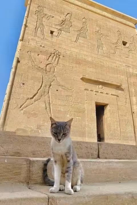 Cat on temple wall carvings in Luxor, Egypt on 3-day private Luxor and Aswan tour from Cairo by flight