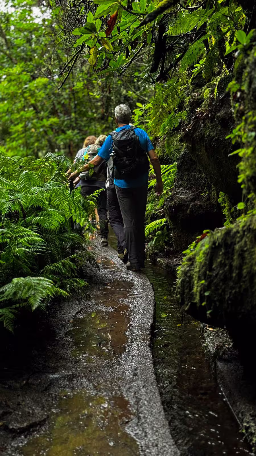 Hikers exploring lush, fern-lined trails on The Cedars' Hike, surrounded by vibrant greenery and rugged terrain.
