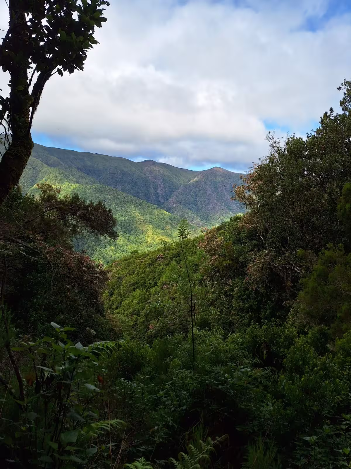 Majestic mountain landscape with dense green forest and blue sky on The Cedars' Hike.