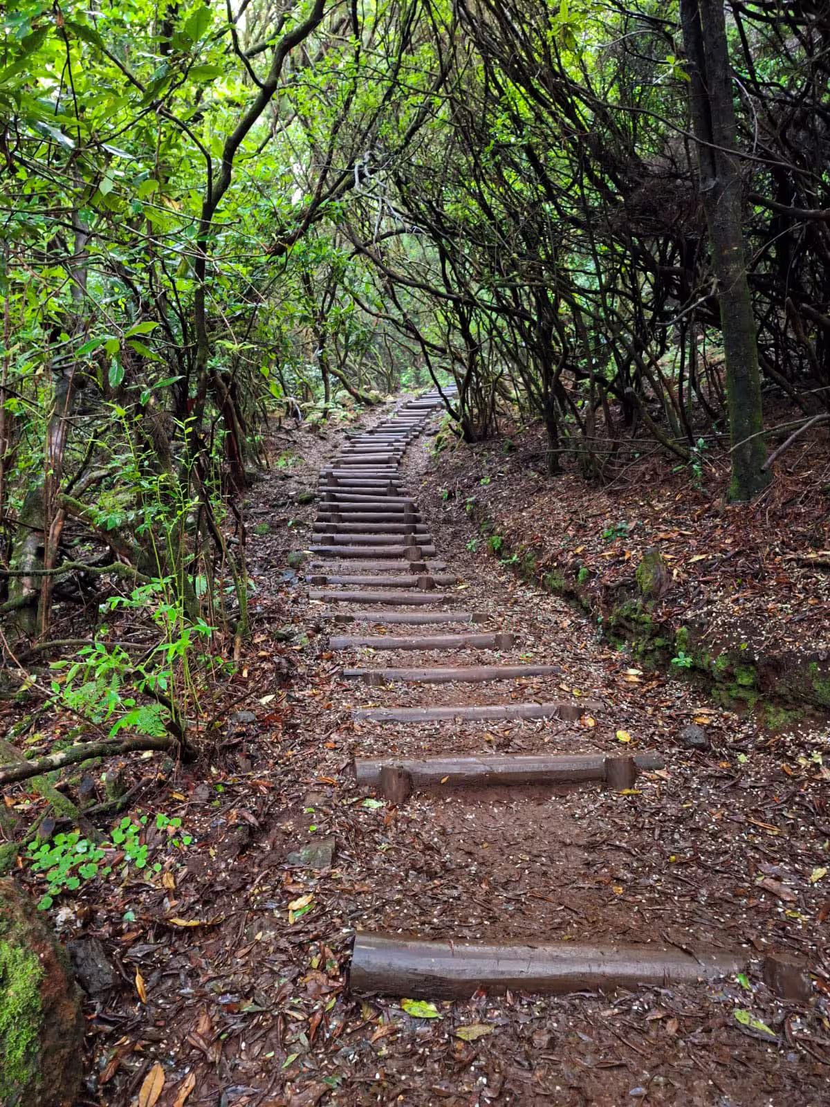 A rustic wooden trail winding through dense foliage, inviting hikers to explore The Cedars' Hike's natural beauty.