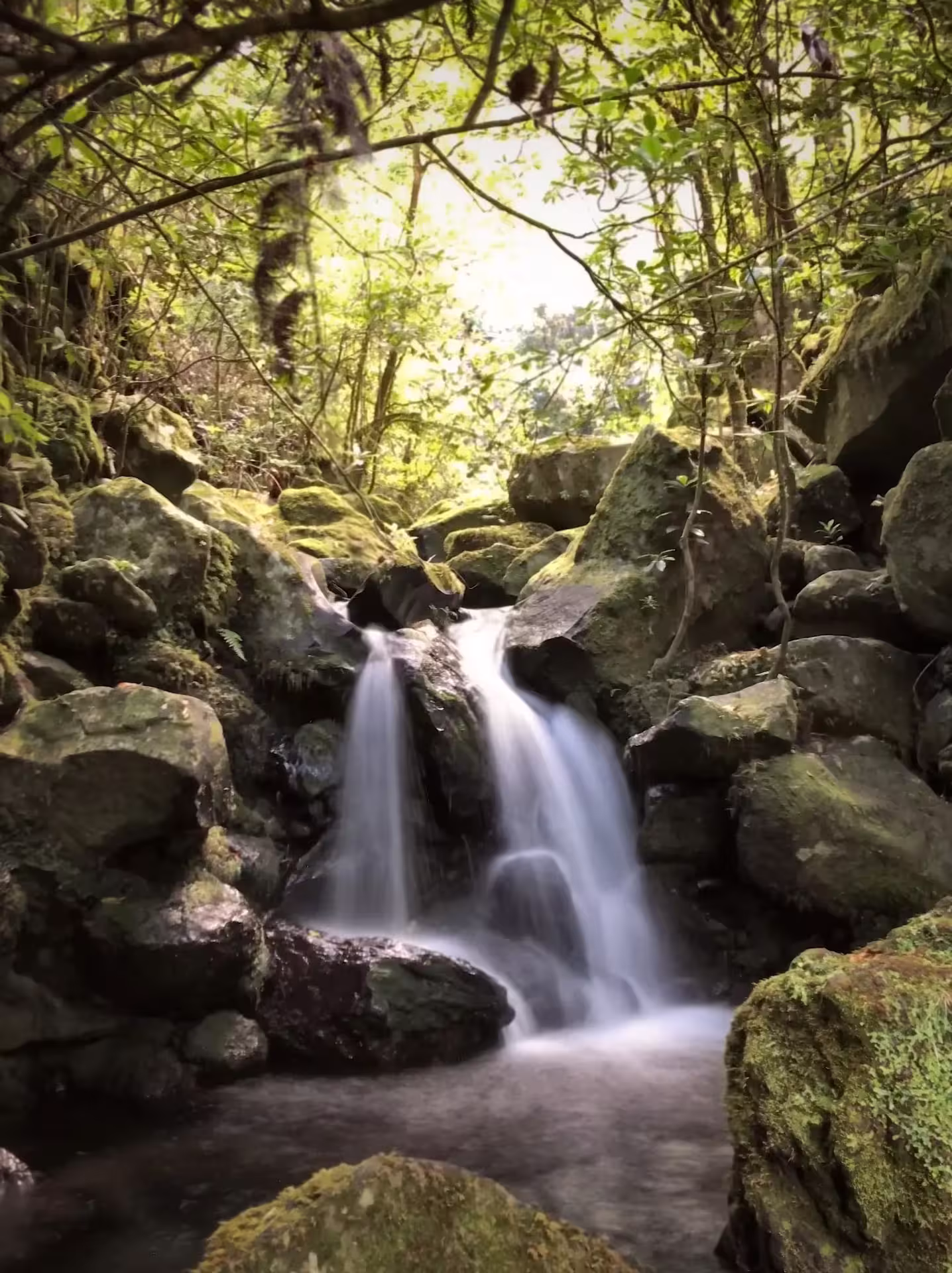 Serene waterfall cascading over mossy rocks in lush forest on The Cedars' Hike trail, perfect for nature enthusiasts.