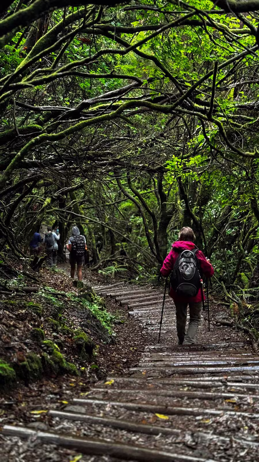 Hikers traverse a scenic wooded trail under a green canopy, showcasing the adventure of The Cedars' Hike.