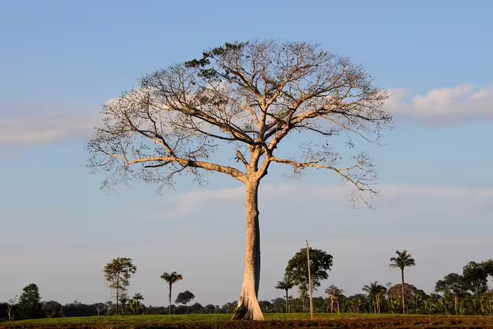 Majestic ceiba tree standing tall against a clear blue sky in the lush Amazon rainforest.