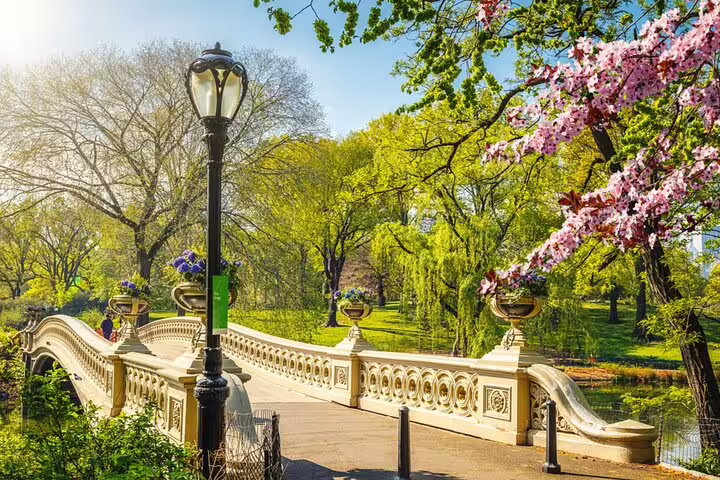 Bow Bridge in Central Park NYC surrounded by cherry blossoms and lush green trees in spring