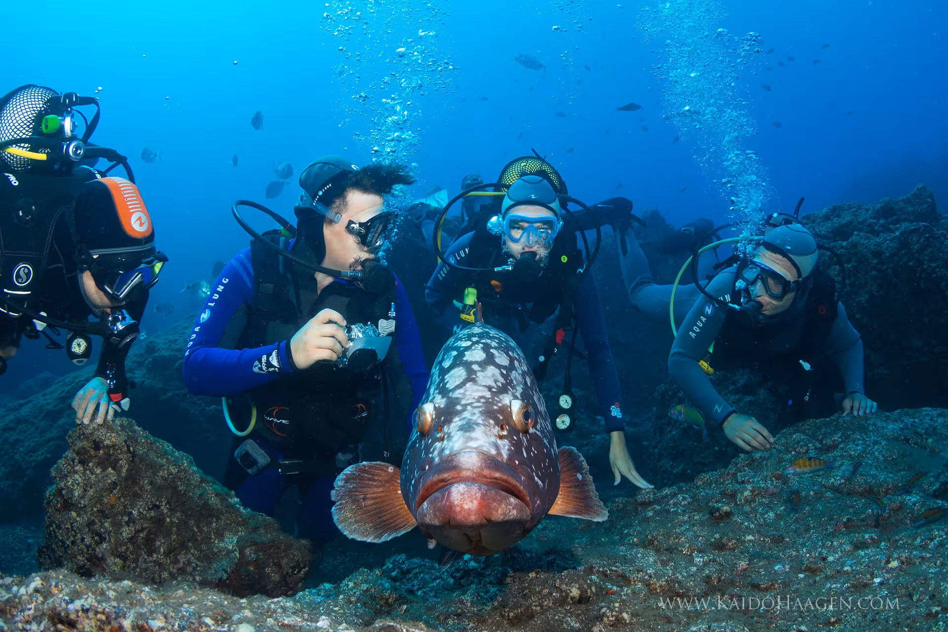Group of certified divers observe a large fish during an exciting boat dive in a marine national park.