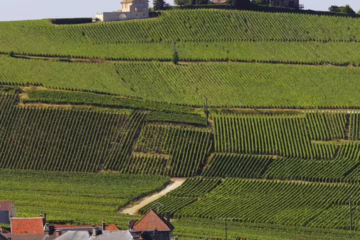 Rolling Champagne Region vineyards near Reims, scenic stop on private day trip from Paris wine tour