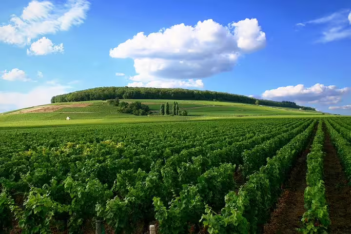 Rolling Champagne vineyard rows under blue sky, scenic stop on a full-day private guided tour with hotel pickup