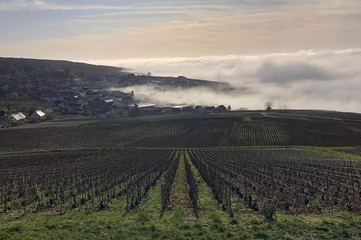 Champagne vineyards near Reims on a small-group day trip from Paris, with rolling vines and morning mist