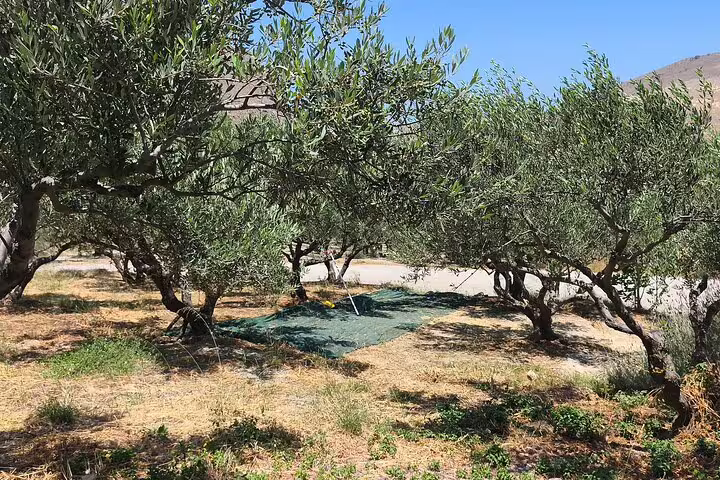 Discover the ancient olive groves of Chania Old Town, offering a picturesque setting for olive oil production tours.
