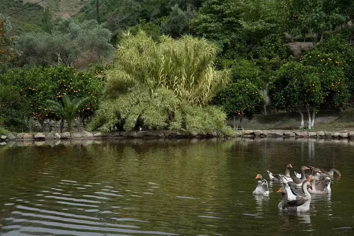 Scenic pond with lush greenery and a flock of geese at Chania Botanical Garden, ideal for a half-day private tour.