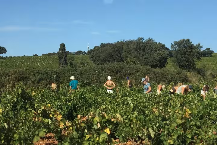 Vineyard workers among Châteauneuf-du-Pape vines in Provence, part of Avignon wine tasting day trip