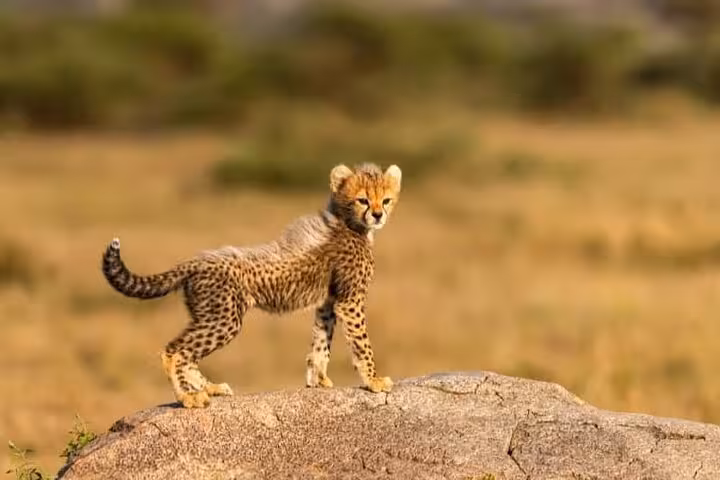 Adorable cheetah cub on a rock at Cheetah Outreach Firgrove, ideal for families and animal lovers.
