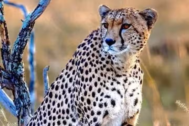 Cheetah spotted in the wild during a 3-day Masai Mara and Naivasha Hell's Gate safari tour.