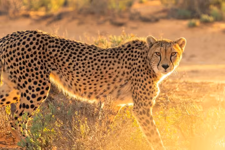 Majestic cheetah in the golden light of Cheetah Outreach Firgrove, highlighting wildlife conservation efforts.