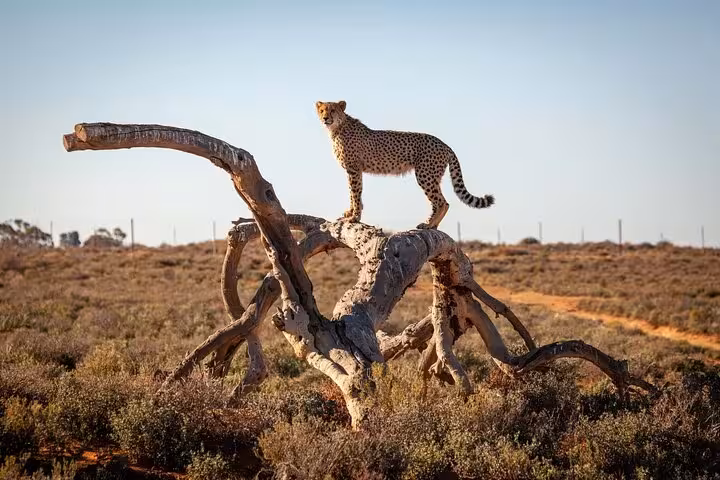 Majestic cheetah perched on a tree in Aquila Safari, perfect for wildlife viewing and photography enthusiasts.