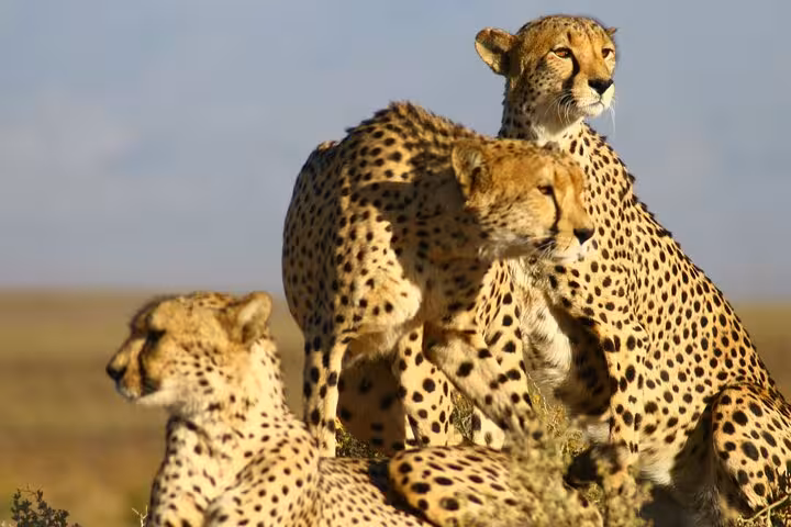 Three cheetahs resting on grassy plains at Cheetah Outreach Firgrove, offering a glimpse into wildlife conservation.